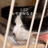 顔をなでられる猫
