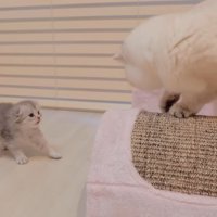 後ずさりする子猫と白猫
