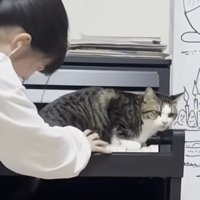 ピアノの上に座る猫
