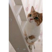 室内にいる猫