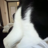布団で寝る飼い主の体の上を歩く白黒猫