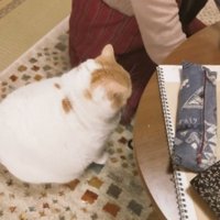 室内にいる猫