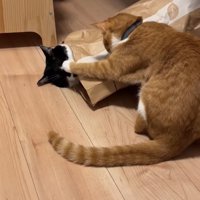 紙袋に入っている猫の顔に左前足を乗せている茶トラ猫