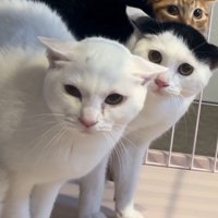 イカ耳で不安そうな顔の猫たち