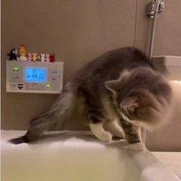 湯船の縁を歩いている猫