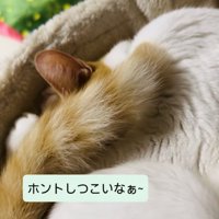 キャットタワーのベッドで寝る保護猫