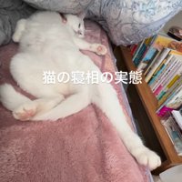 布団の下で眠っていた猫