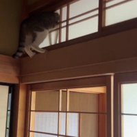 障子に突っ込んだ猫