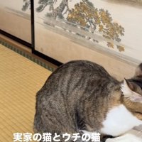 香箱座りしているキジトラ（顔見切れ）