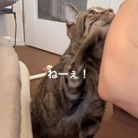 人に向かって手を伸ばしている猫
