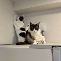 爪とぎしそうな猫と座る猫