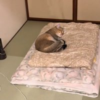 ふとんの上で寝る猫1