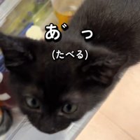 黒猫の顔
