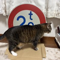 道路標識と猫2
