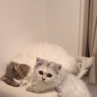 寝るハチワレとこちらを見る白猫