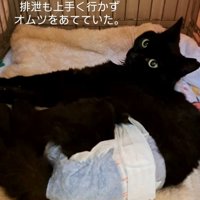 オムツをしている猫