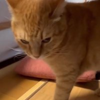 飼い主さんを睨む猫