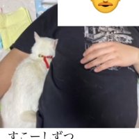 飼い主の腕の間に挟まれている白猫