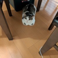 くつろぐ猫