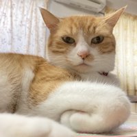 手を畳んでいるおかかちゃん