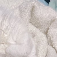 真っ白な毛布と白猫の体の毛