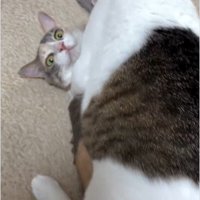 猫の上に馬乗りになっている猫