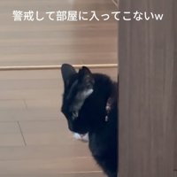 ドアから覗き込む猫たち3