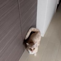 見上げる猫