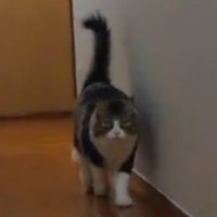 しっぽをピンとあげて廊下を歩く猫