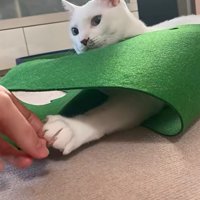 パターマットから出た猫の足と握手する飼い主さん