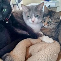 ベッドにいる猫たち