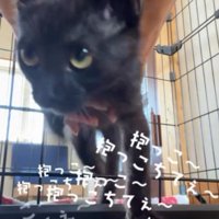 キョロキョロと周囲を見まわす黒猫の子猫
