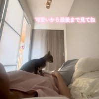 お腹に乗る猫