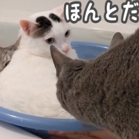 桶に入る2匹の前にいるハムちゃん