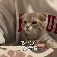 人間の膝に座っている猫