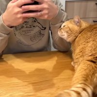 スリスリするプリンくん