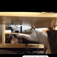 寝ている子猫とちょっかいを出している猫
