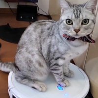 ロボット掃除機に乗る猫4