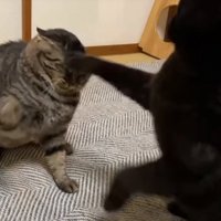猫パンチ