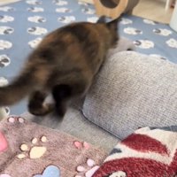 全力ダッシュする猫
