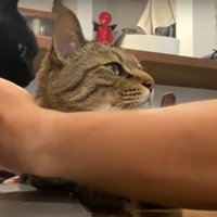 飼い主に甘える猫