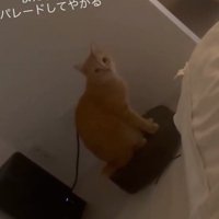 見つめる猫