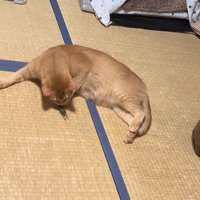 セミの頭の匂いを嗅いでいる猫