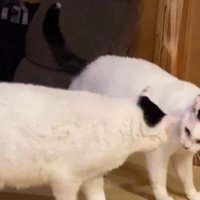 2匹の白黒猫