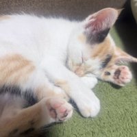 寝ている子猫