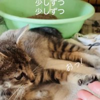 ケージの中でママの指に触れる子猫