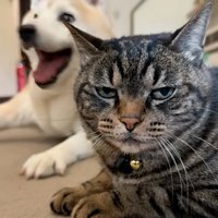 笑顔の犬と不機嫌そうな猫
