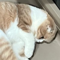落ち着いた表情の猫