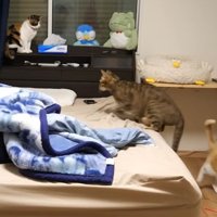 寝室に集まる猫