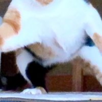 立っている三毛猫の足